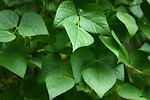 Free Stock Photo: Close-up of large green leaves
