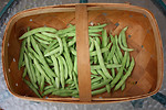 Free Stock Photo: Freshly picked beans in a basket