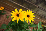Free Stock Photo: Large yellow flowers in a garden
