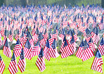 Free Stock Photo: American flags in a cemetery