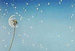Free Stock Photo: Dandelion and seeds blowing