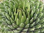 Free Stock Photo: Closeup of green desert plant