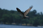 Free Stock Photo: A bird in flight carrying a fish