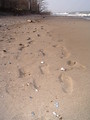 Free Stock Photo: Footprints in the sand