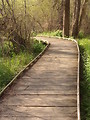 Free Stock Photo: Boardwalk in the Forest