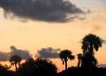Free Stock Photo: A sunset with palm tree silhouettes.
