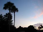 Free Stock Photo: A sunset with palm tree silhouettes.