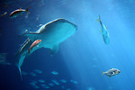Free Stock Photo: A whale shark and fish under water