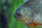 Free Stock Photo: Close-up of a piranha
