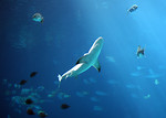 Free Stock Photo: A shark swimming under water