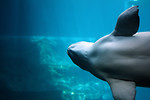 Free Stock Photo: Close-up of a beluga whale swimming under water