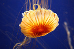 Free Stock Photo: A jellyfish under water