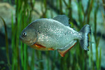 Free Stock Photo: Close-up of a piranha