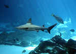 Free Stock Photo: A shark swimming under water