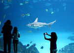 Free Stock Photo: A family watching a shark in an aquarium