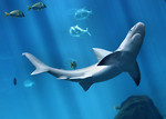 Free Stock Photo: A shark swimming under water