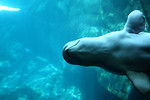 Free Stock Photo: Close-up of a beluga whale swimming under water