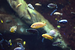 Free Stock Photo: Small tropical fish under water