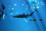 Free Stock Photo: A shark swimming under water