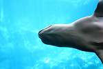 Free Stock Photo: Close-up of a beluga whale swimming under water
