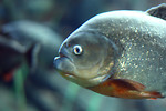 Free Stock Photo: Close-up of a piranha