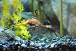 Free Stock Photo: Close-up of a sea dragon