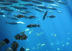 Free Stock Photo: Schools of tropical fish swimming under water