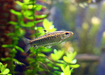 Free Stock Photo: Close-up of a small fish in the water