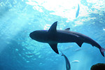 Free Stock Photo: A shark swimming under water