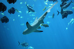 Free Stock Photo: A shark swimming under water