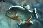 Free Stock Photo: Close-up of a piranha