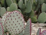 Free Stock Photo: Purple edged cactus closeup