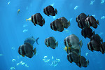 Free Stock Photo: Schools of tropical fish swimming under water