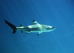 Free Stock Photo: A shark swimming under water