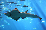 Free Stock Photo: A shark swimming under water