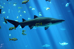 Free Stock Photo: A shark swimming under water
