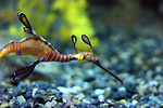 Free Stock Photo: Close-up of a sea dragon