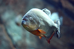 Free Stock Photo: Close-up of a piranha