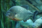Free Stock Photo: Close-up of a piranha