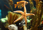 Free Stock Photo: Close-up of a starfish under water