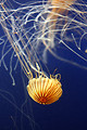 Free Stock Photo: A jellyfish swimming in the ocean