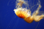 Free Stock Photo: A jellyfish swimming in the ocean