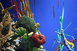 Free Stock Photo: A seahorse swimming around a coral reef