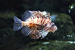 Free Stock Photo: A lionfish swimming under water