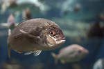 Free Stock Photo: Close-up of a fish swimming under water