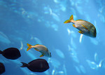 Free Stock Photo: Tropical fish swimming in the ocean