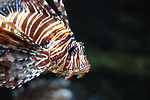 Free Stock Photo: A lionfish swimming under water