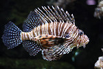 Free Stock Photo: A lionfish swimming under water
