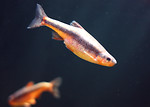 Free Stock Photo: Close-up of a fish swimming under water