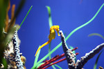 Free Stock Photo: A seahorse swimming around a coral reef